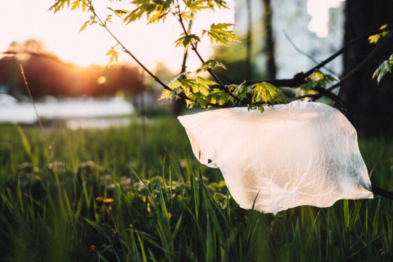 Discarded plastic bag amongst vegetation - photo: Pexels/Freestocks.org