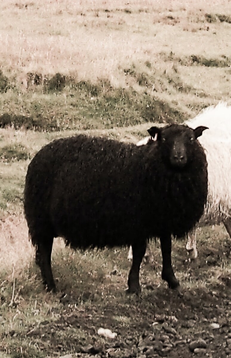 Black Sheep Fundraising: Rethinking Major Gifts for Your Stigmatized Nonprofit