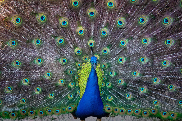 Peacock and tail - photo: Pexels