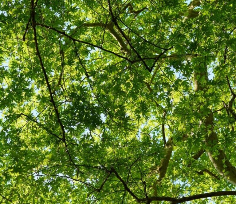 Leaves and trees - photo: Pexels