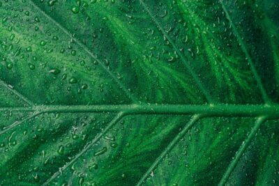 Lush green leaf with with droplets - Pexels.com