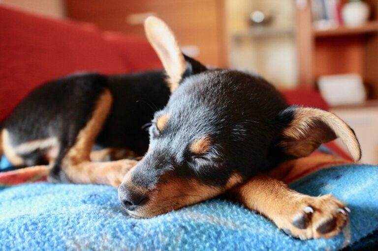 A sleeping tan and black puppy on a blue blanket