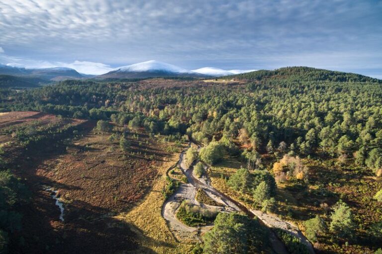 Abernethy Forest by James Shooter