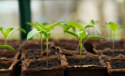 seedlings in pots