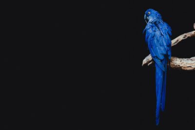 Blue parrot - photo: Unsplash.com
