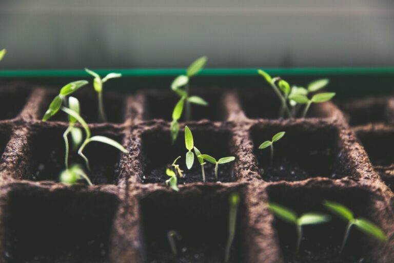 rows of seedlings in square pots