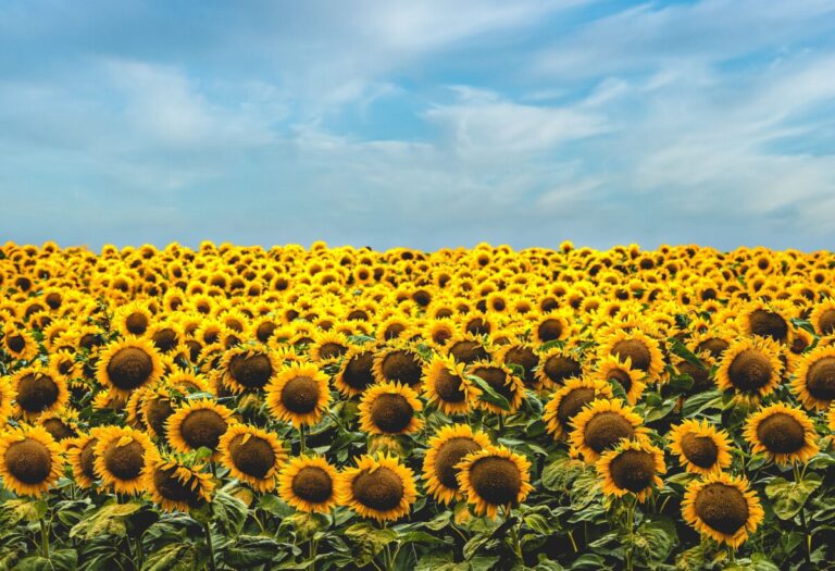 sunflowers below a blue sky. Photo: Unsplash.com