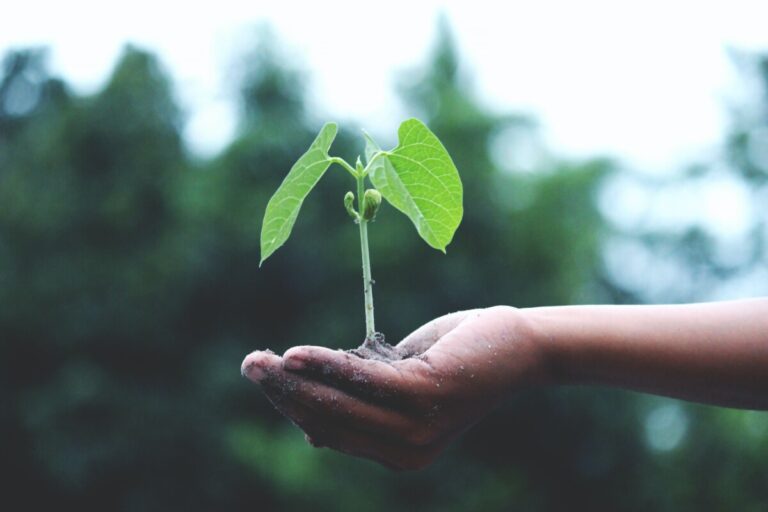 a seedling sits on the palm of an outstretched hand, against a background of pine trees. Photo by Akil Mazumder