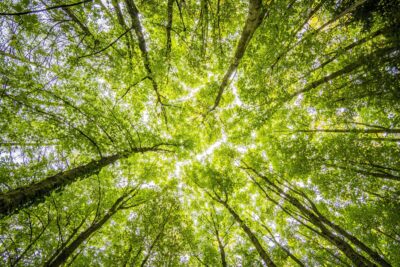 Looking up at tree tops