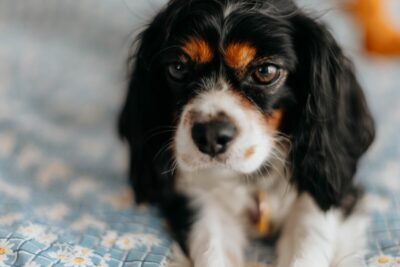 A spaniel lying on a bed