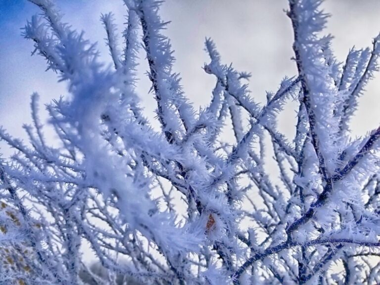 Cold and frosty trees at Christmas. Photo: Pexels.com