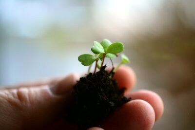 A hand holds seedlings. By congerdesign from Pixabay