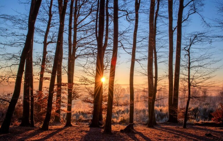 A low sun shines through winter trees with frost on the ground. By by Mandy Fontana from Pixabay
