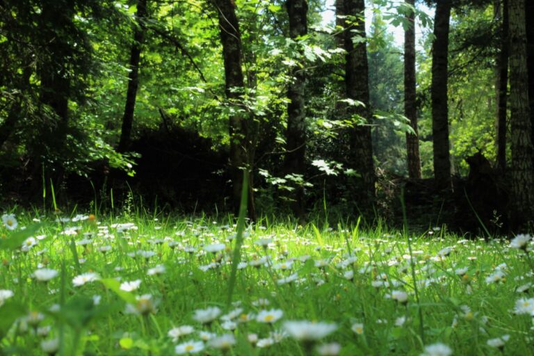 sunlit trees and a patch of grass full of daisies. By David J Boozer on Pexels