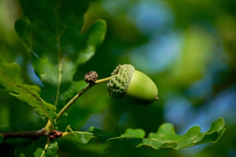 An acorn surrounded by leaves. By Susanne Jutzeler on Pixabay