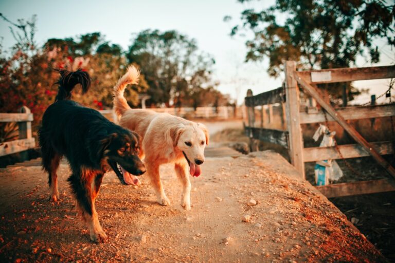 Two dogs walk together on a hot sunny day. By Helena Lopez on Pexels