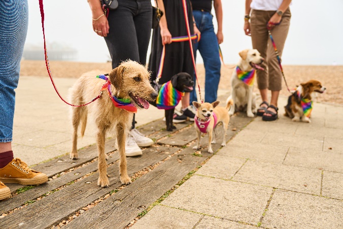 dogs and their owners on the seafront