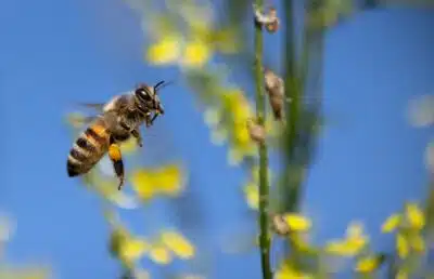 Bee approaching a flower. By Terski on Pixabay