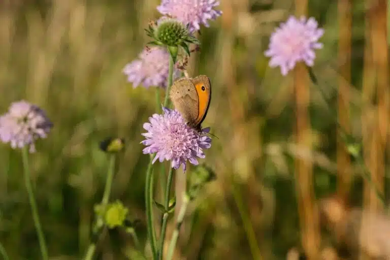 Meadow Brown on Scabious. By ZenAga on Pixabay