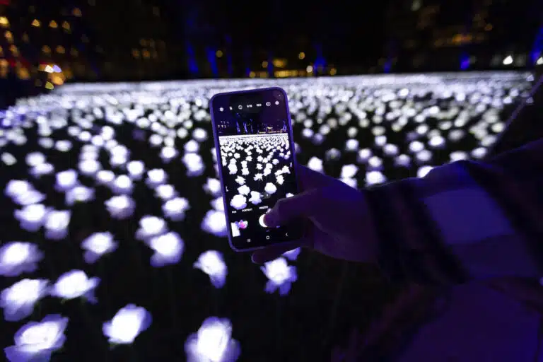 A phone takes a photo of the illuminated roses lighting up a park for the Ever After Garden, which fundraises for Royal Marsden Cancer Charity. Photo credit: Sam Mellish