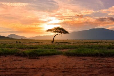 A lone tree against a backdrop of hills and a sunset in Kenya. By Damian Patkowski on Unsplash