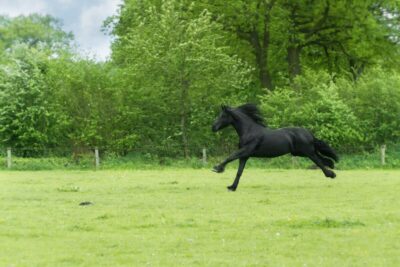 Black horse running in a field, with trees behind it.